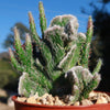 Opuntia hybrid crest roller coaster