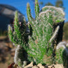 Opuntia hybrid crest roller coaster