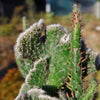 Opuntia hybrid crest roller coaster