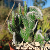 Opuntia hybrid crest roller coaster