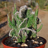 Opuntia hybrid crest roller coaster