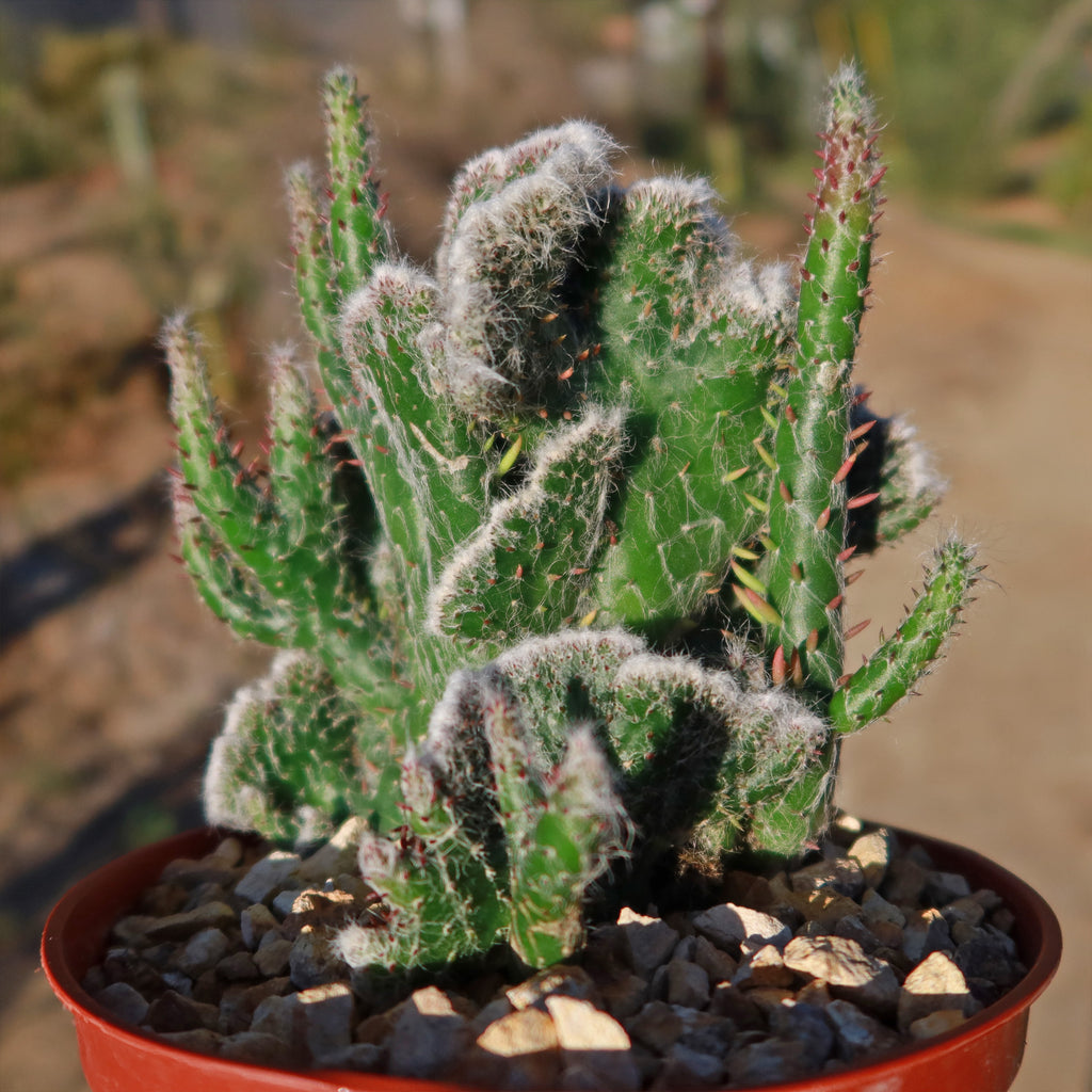 Opuntia hybrid crest roller coaster