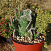 Opuntia hybrid crest roller coaster