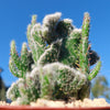 Opuntia hybrid crest roller coaster