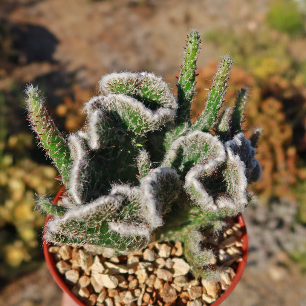 Opuntia hybrid crest roller coaster