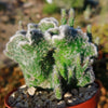 Opuntia hybrid crest roller coaster