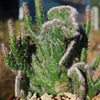 Opuntia hybrid crest roller coaster