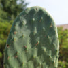 Barbary Fig - Opuntia Ficus Indica Pad (cutting)