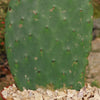 Barbary Fig - Opuntia Ficus Indica Pad (cutting)