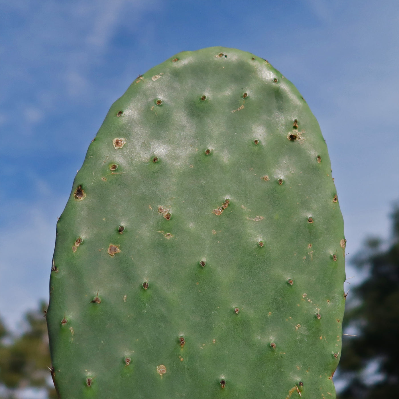 indian fig prickly pear cactus Shop 'Opuntia Ficus Indica – Barbary Fig' Care & Info