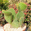 Opuntia microdasys monstrose