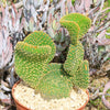 Opuntia microdasys monstrose