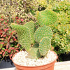 Opuntia microdasys monstrose