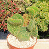 Opuntia microdasys monstrose