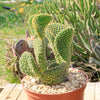 Opuntia microdasys monstrose