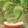 Opuntia microdasys monstrose