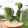 Opuntia microdasys monstrose