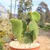 Opuntia microdasys monstrose