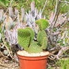 Opuntia microdasys monstrose