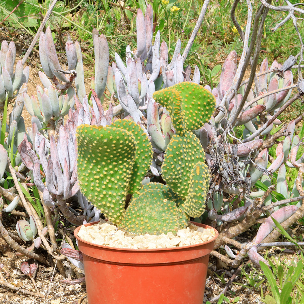 Opuntia microdasys monstrose