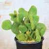 Opuntia microdasys monstrose