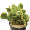 Opuntia microdasys monstrose