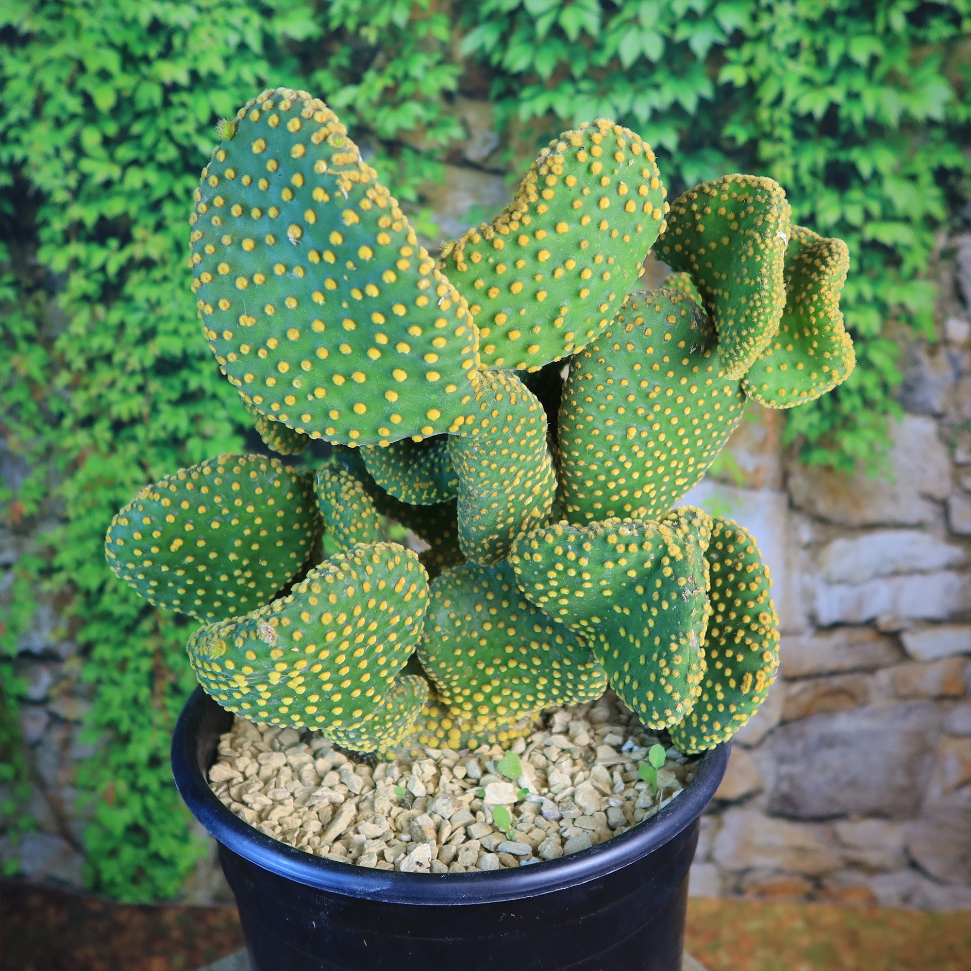 Opuntia microdasys monstrose