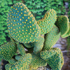 Opuntia microdasys monstrose