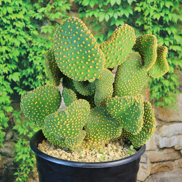 bunny ear plant Opuntia microdasys monstrose
