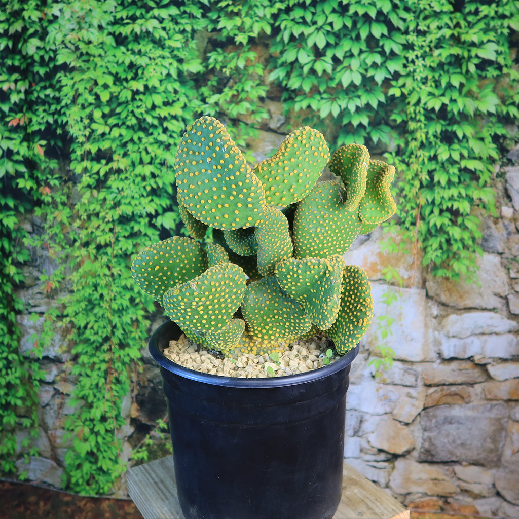 Opuntia microdasys monstrose