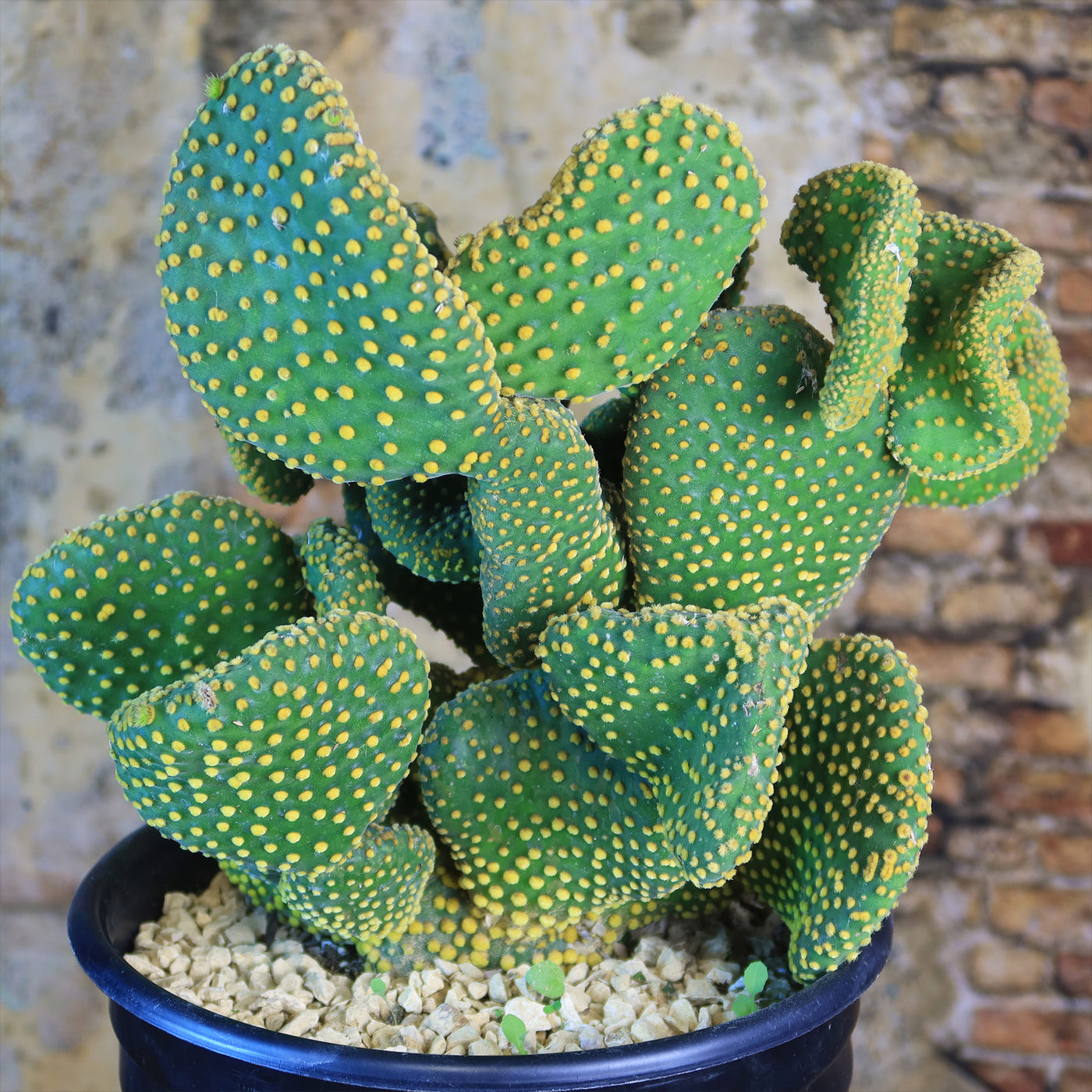 Opuntia microdasys monstrose