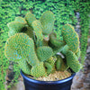 Opuntia microdasys monstrose