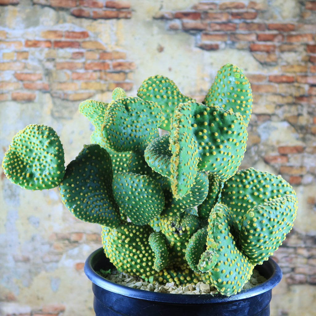 Opuntia microdasys monstrose