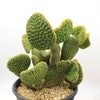 Opuntia microdasys monstrose