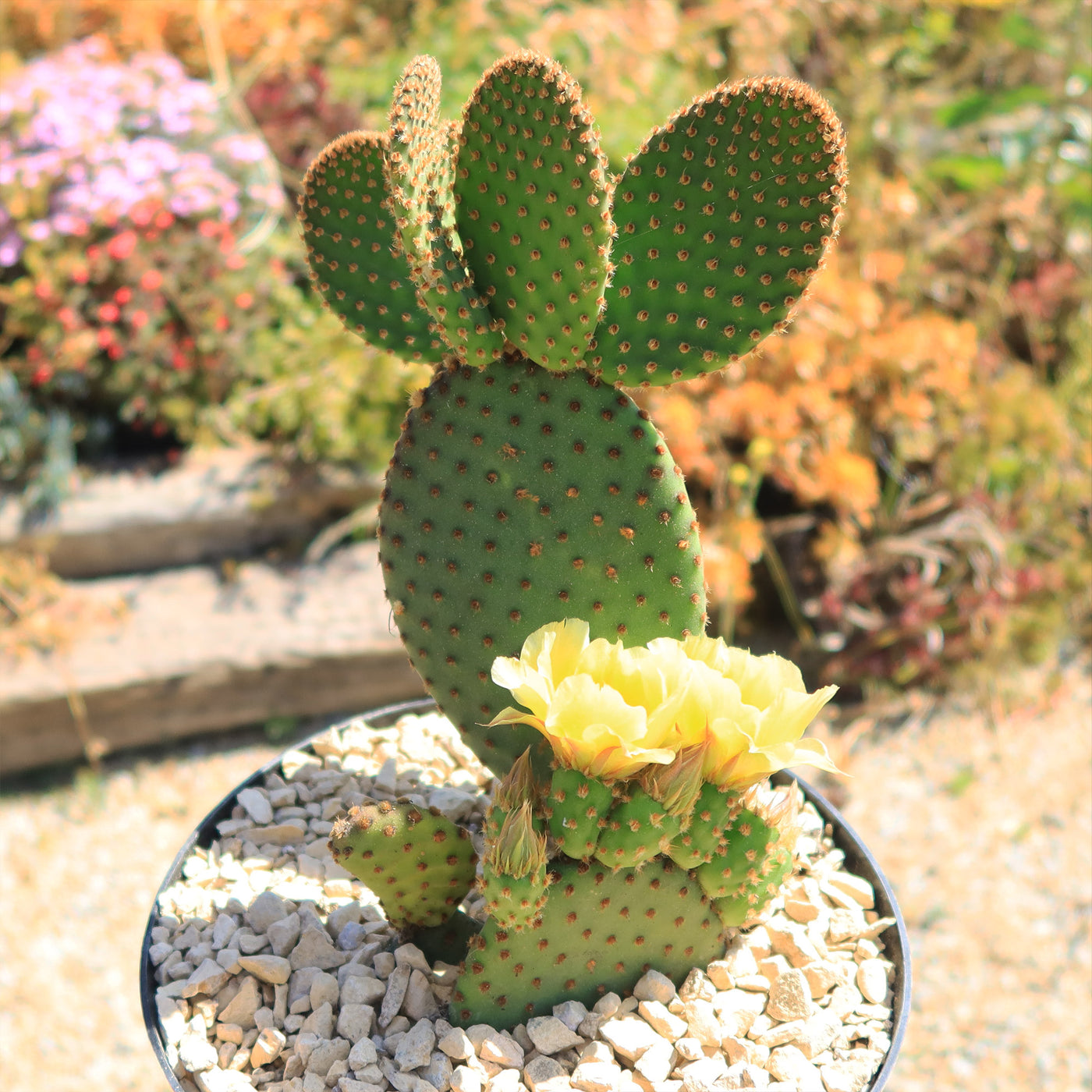 Opuntia microdasys rufida