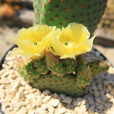 Opuntia microdasys rufida