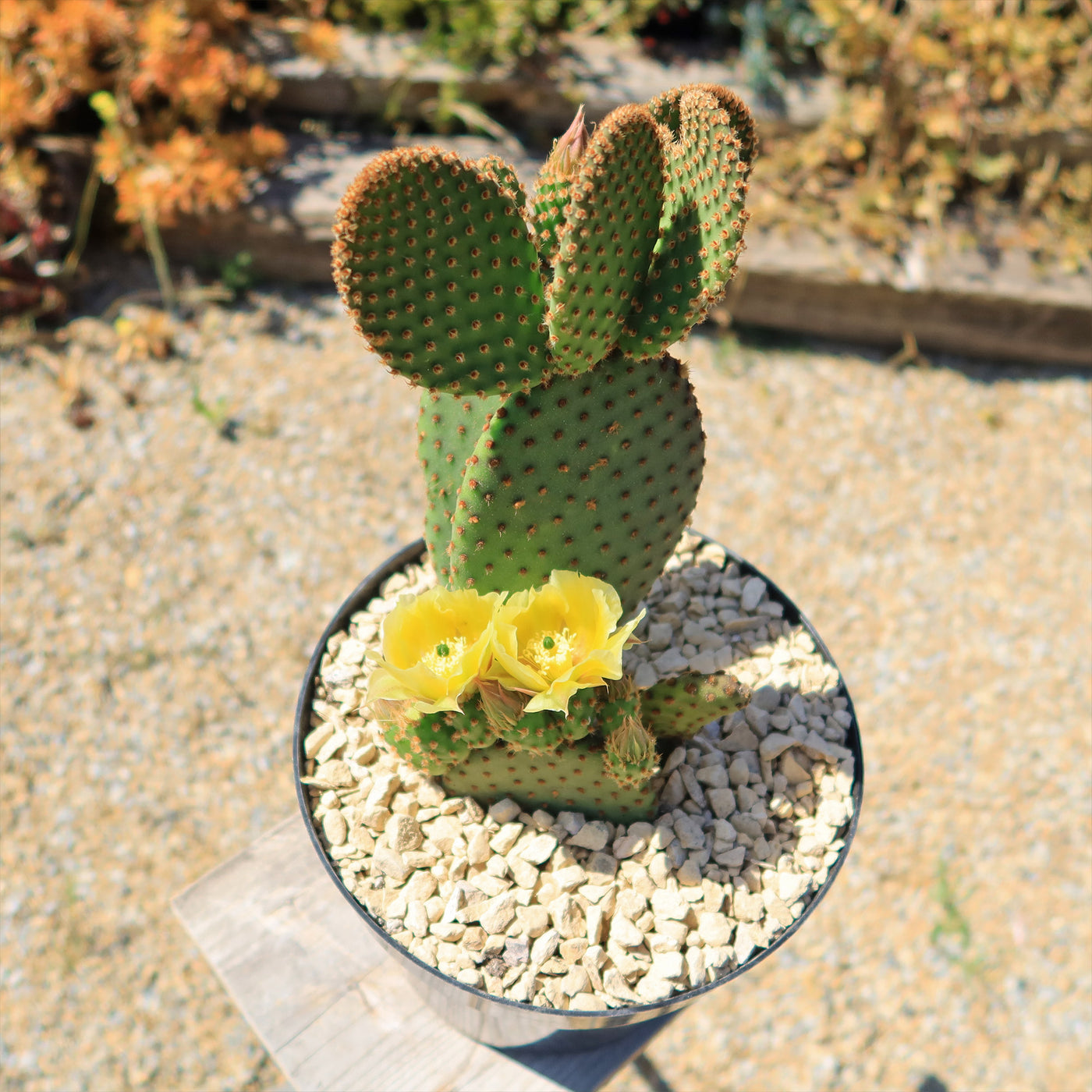 Opuntia microdasys rufida