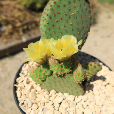 Opuntia microdasys rufida