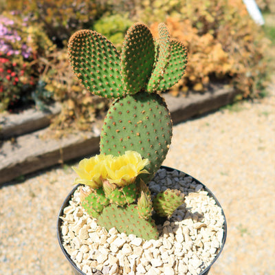 Opuntia microdasys rufida