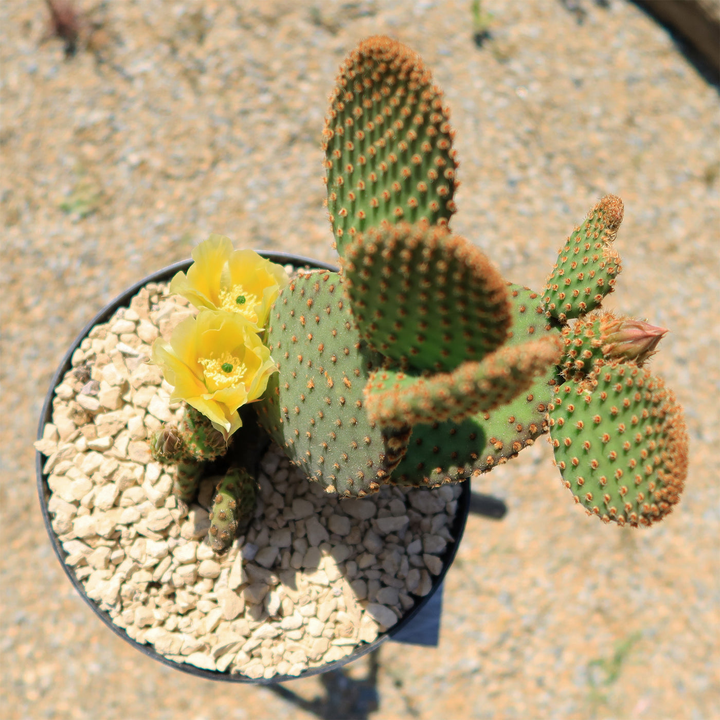 Opuntia microdasys rufida