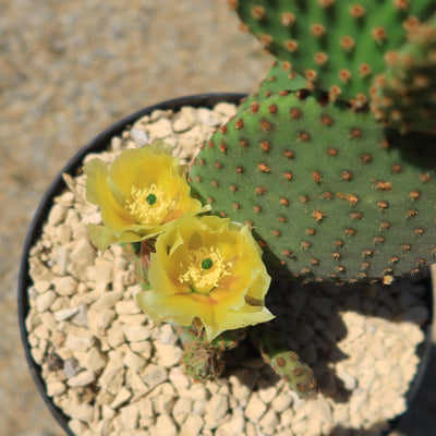 Opuntia microdasys rufida