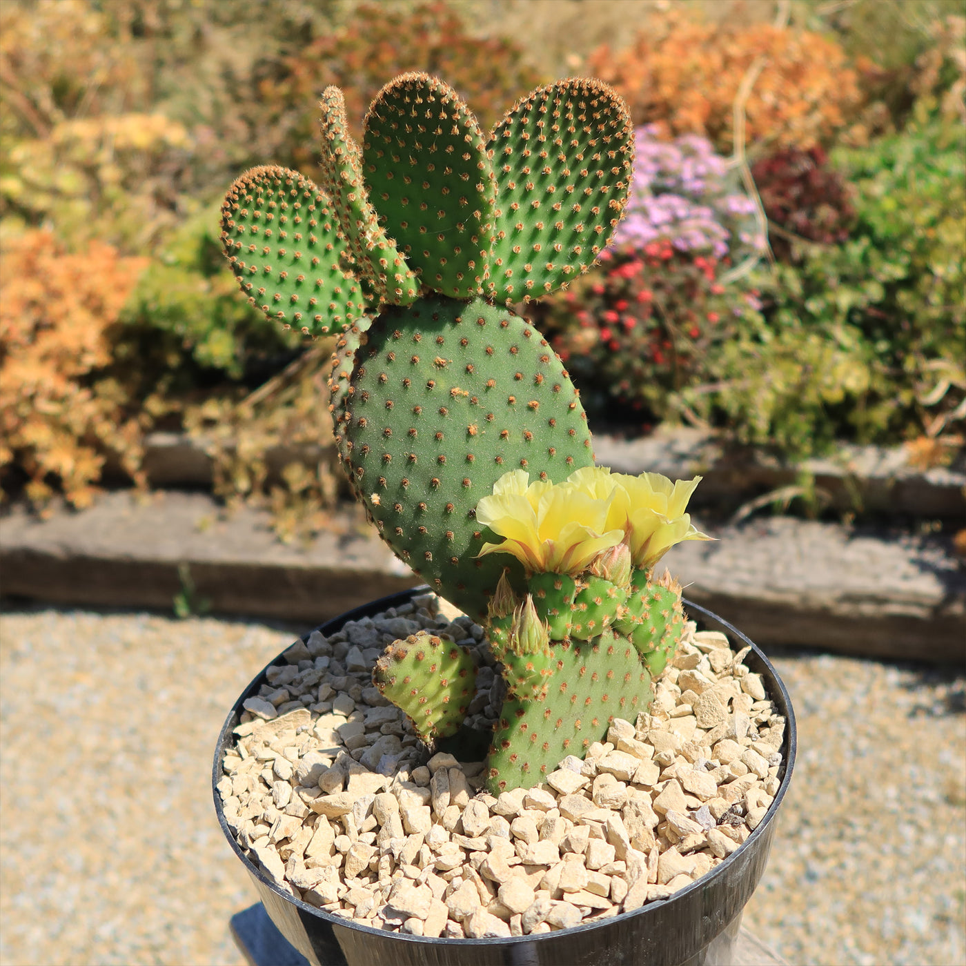 Opuntia microdasys rufida