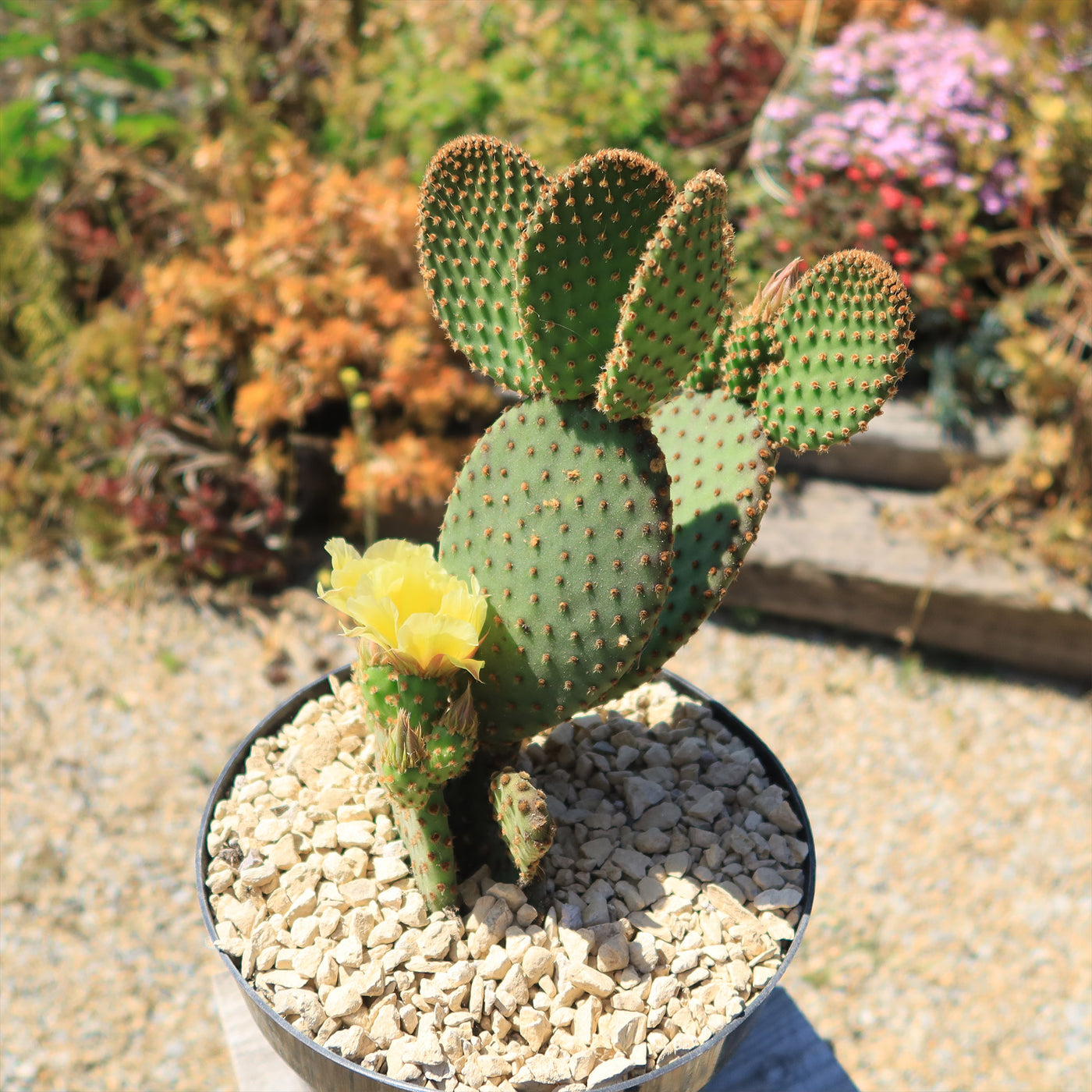 Opuntia microdasys rufida