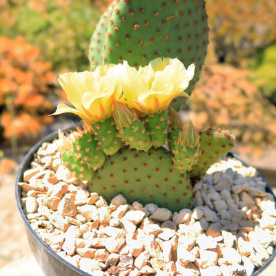 Opuntia microdasys rufida