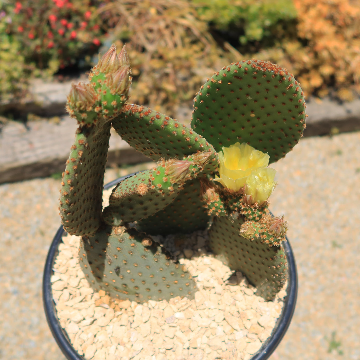 Opuntia microdasys rufida