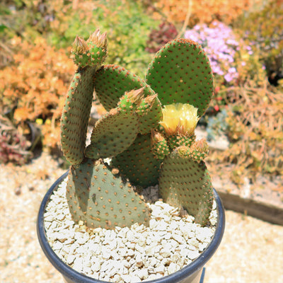 Opuntia microdasys rufida