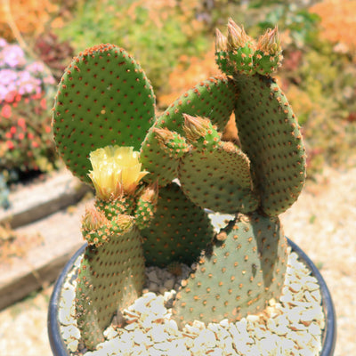 Opuntia microdasys rufida