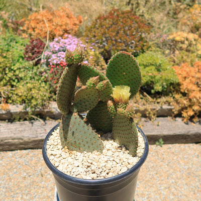 Opuntia microdasys rufida