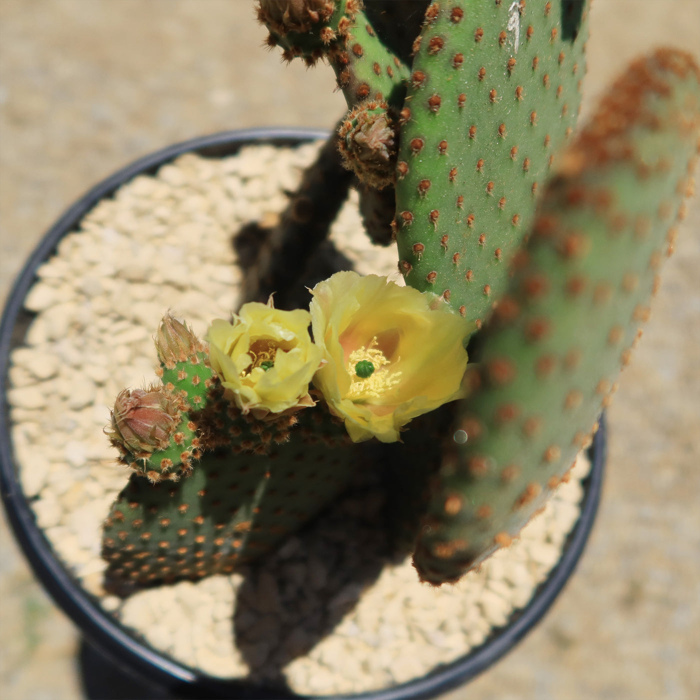 Opuntia microdasys rufida