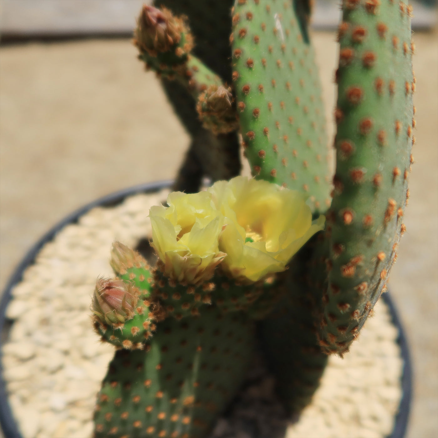 Opuntia microdasys rufida